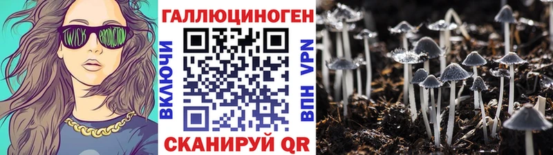 Галлюциногенные грибы Psilocybe  Кизляр 